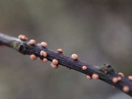 Nectria cinnabarina