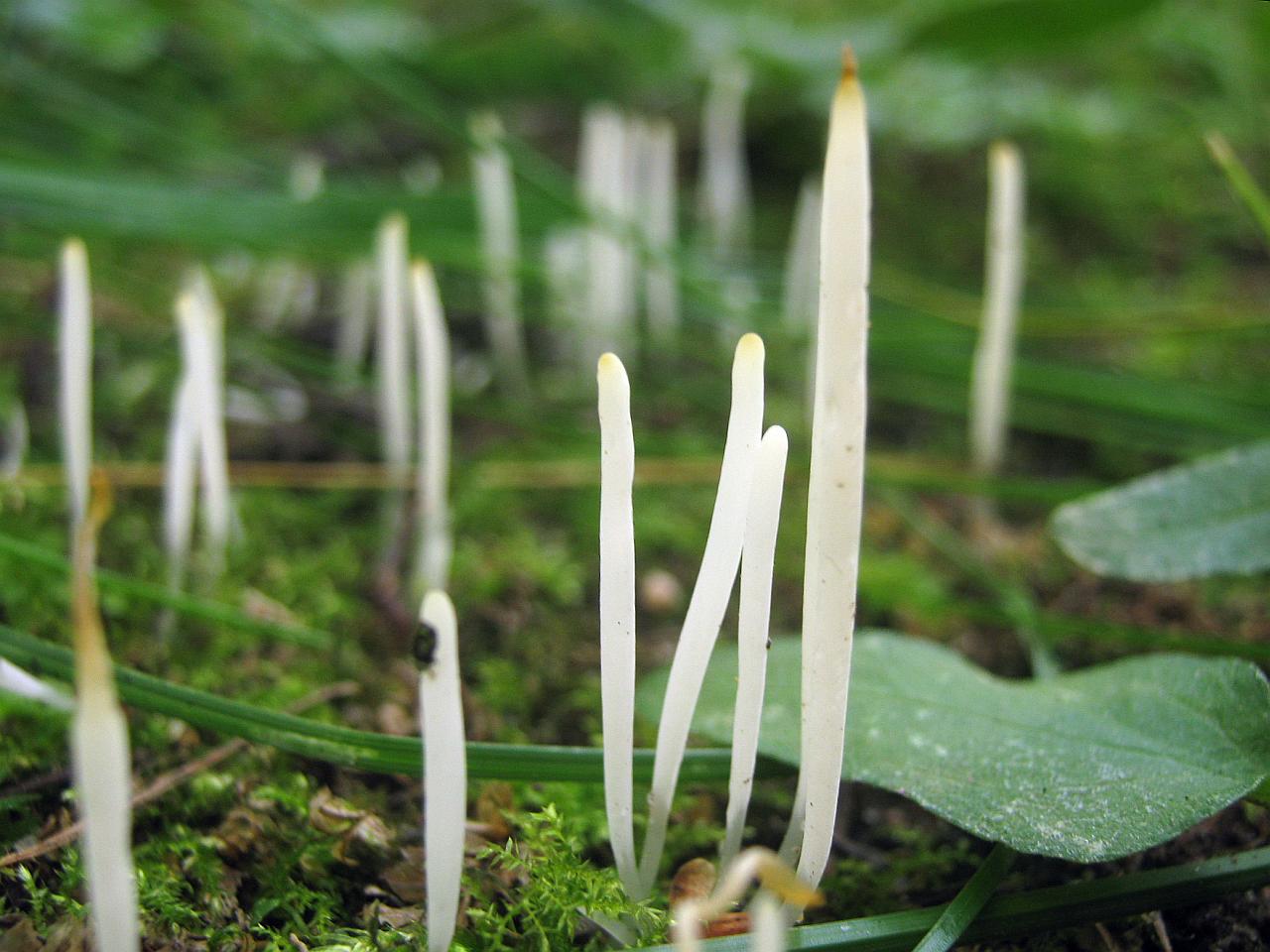 Clavaria fragilis