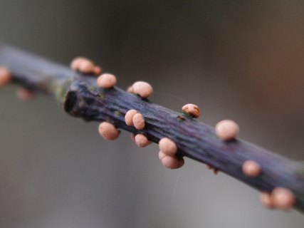 Nectria cinnabarina