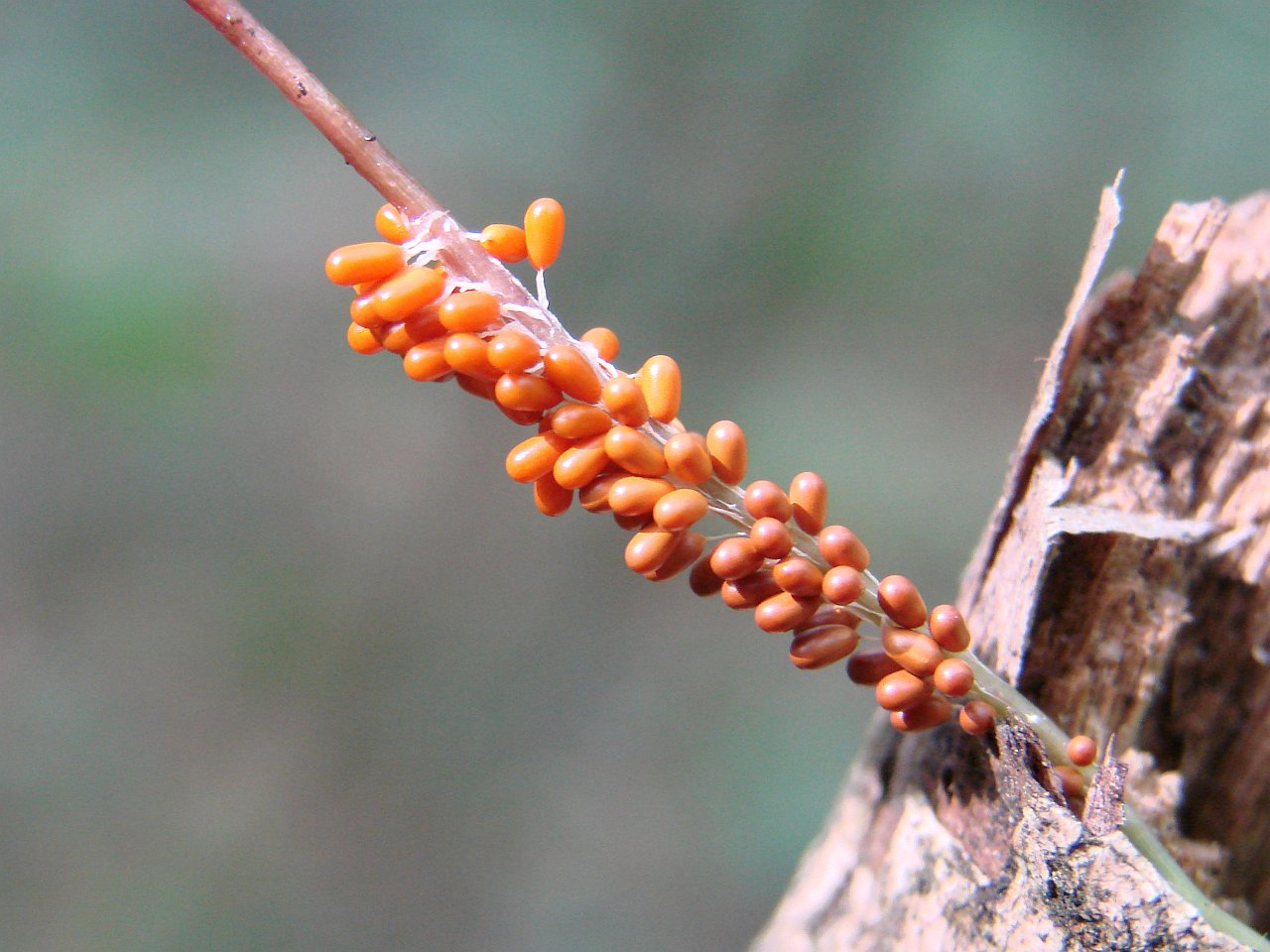 Leocarpus fragilis