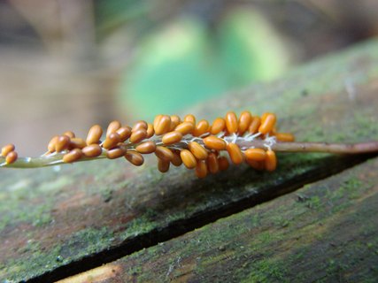 Leocarpus fragilis