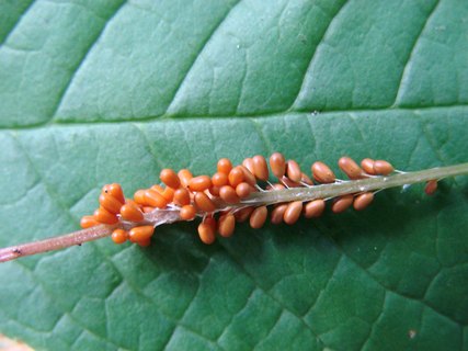 Leocarpus fragilis