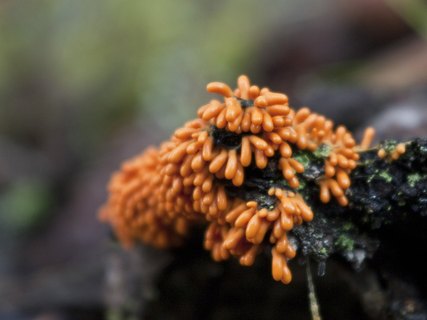 Leocarpus fragilis