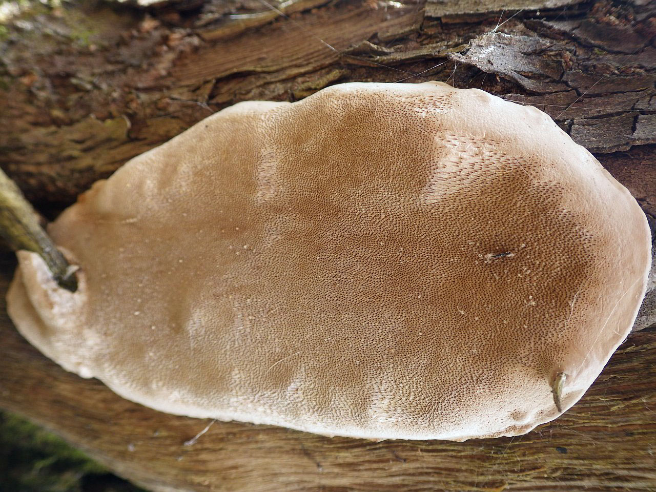 Phellinus conchatus
