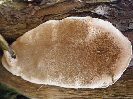 Phellinus conchatus