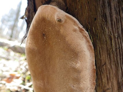 Phellinus conchatus