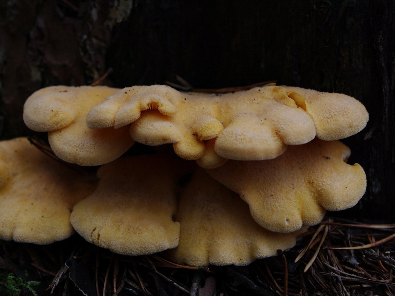 Phyllotopsis nidulans