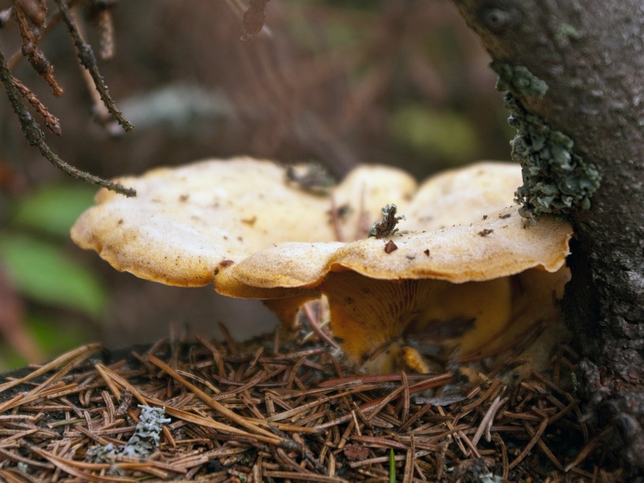 Phyllotopsis nidulans