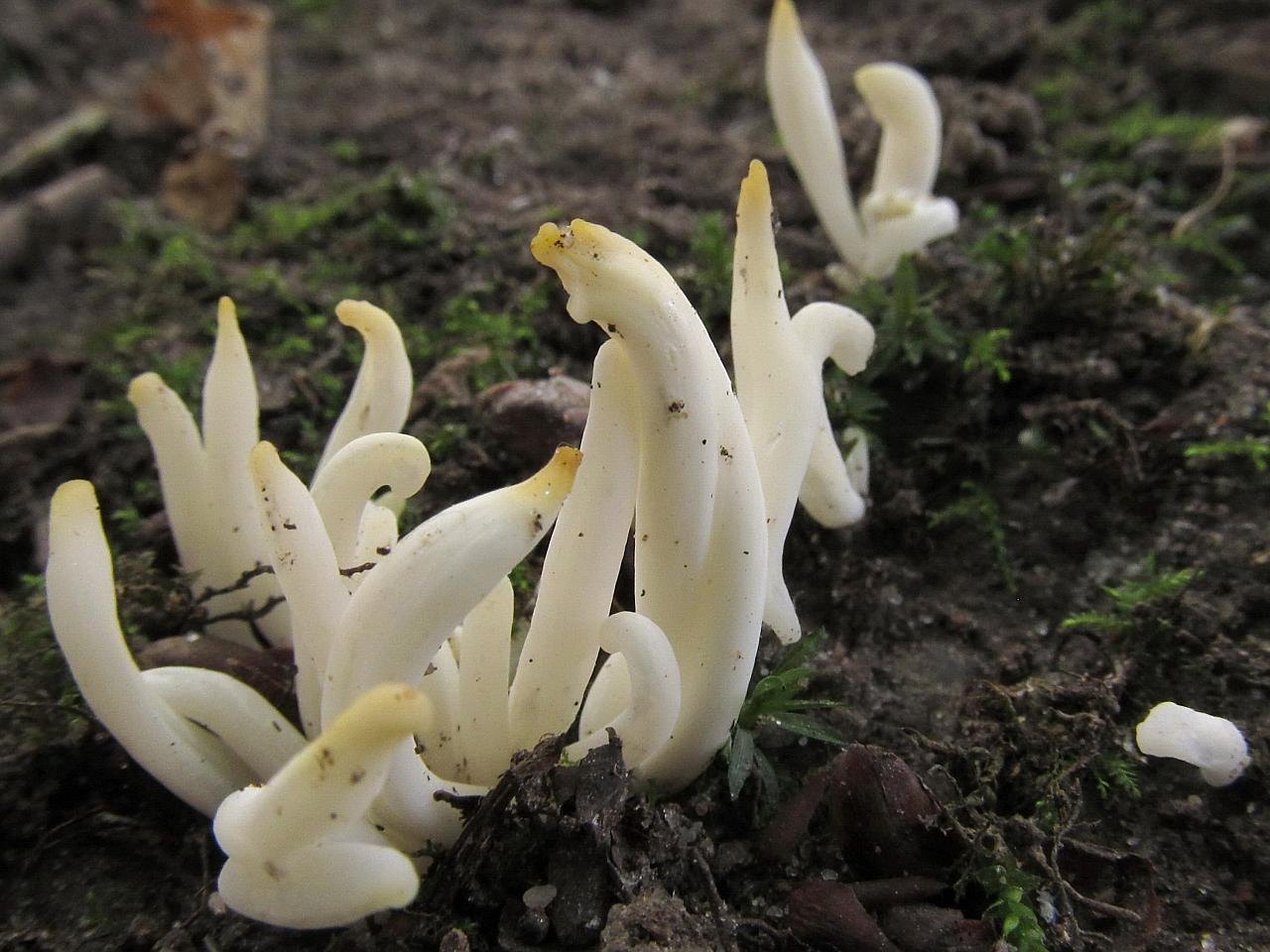 Clavaria fragilis