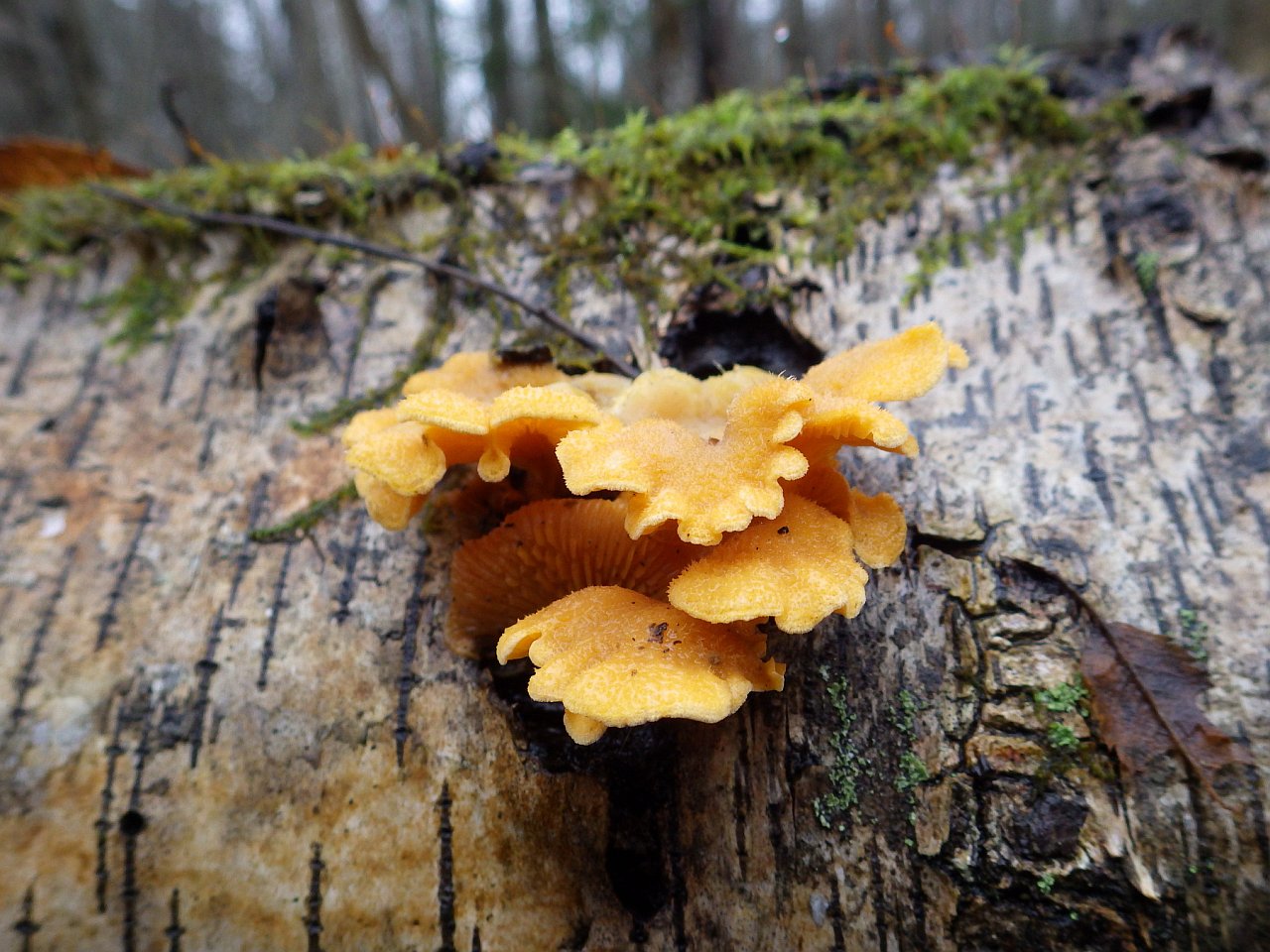 Phyllotopsis nidulans