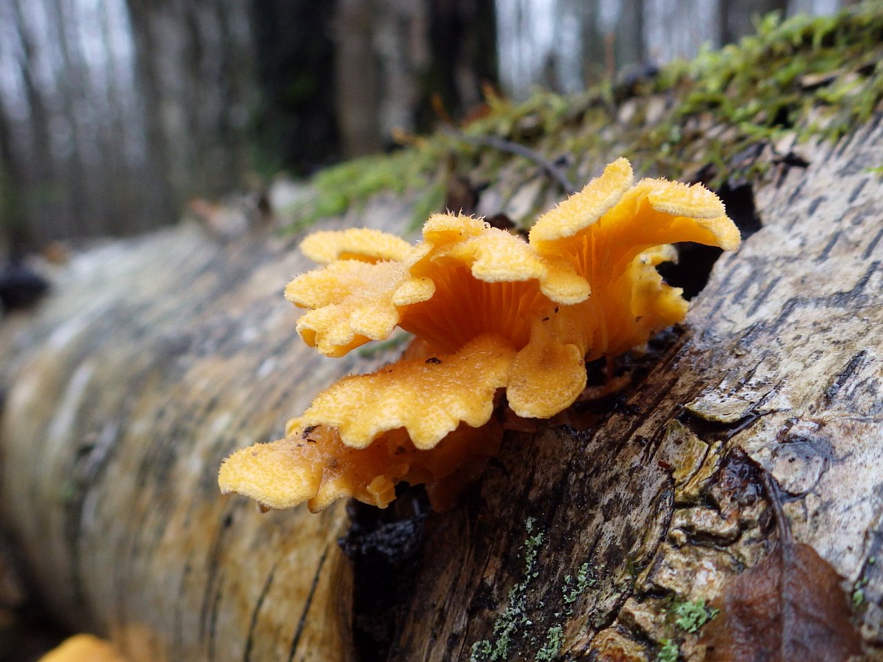 Phyllotopsis nidulans