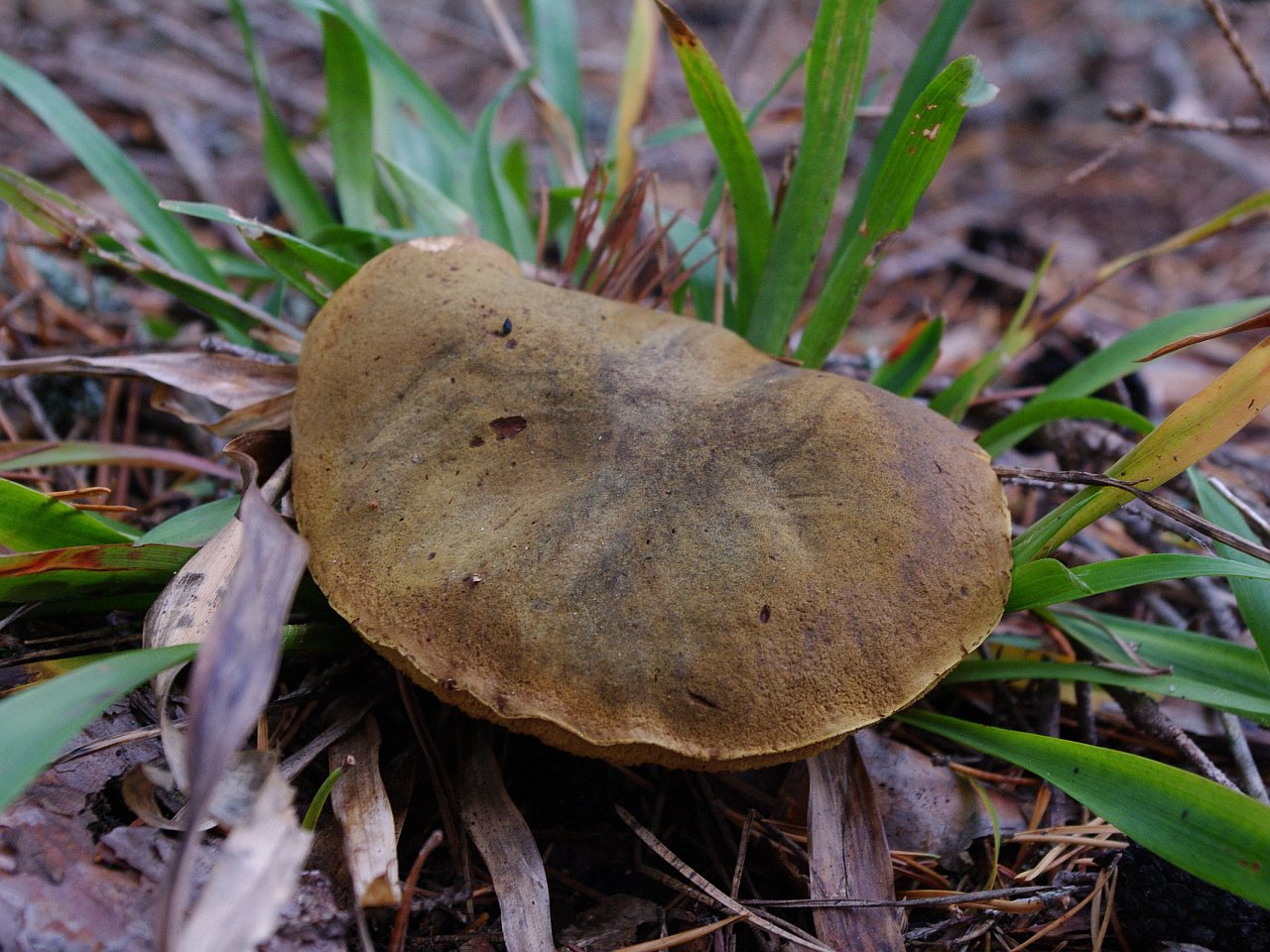 Boletus subtomentosus