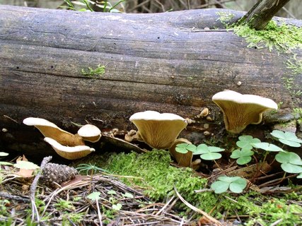 Phyllotopsis nidulans