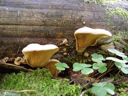 Phyllotopsis nidulans