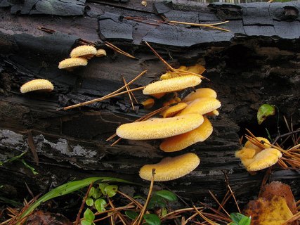 Phyllotopsis nidulans