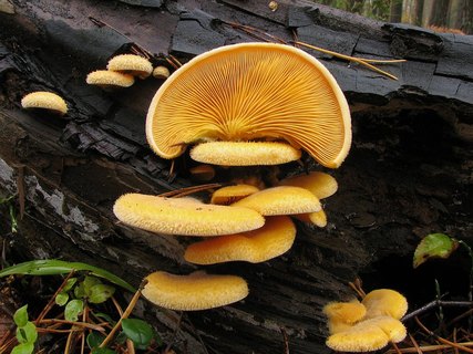 Phyllotopsis nidulans