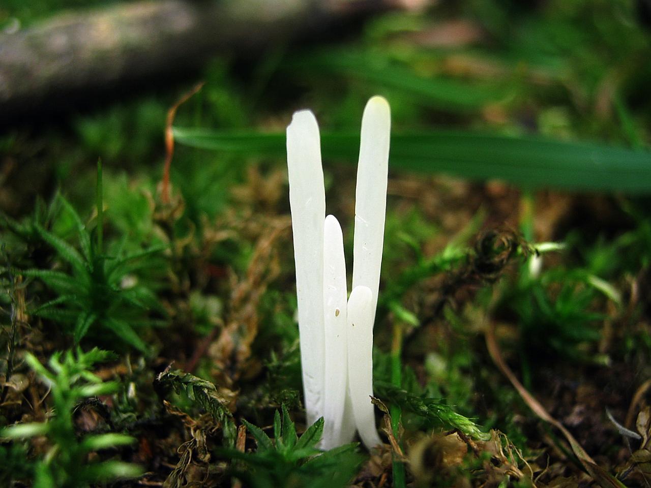Clavaria fragilis