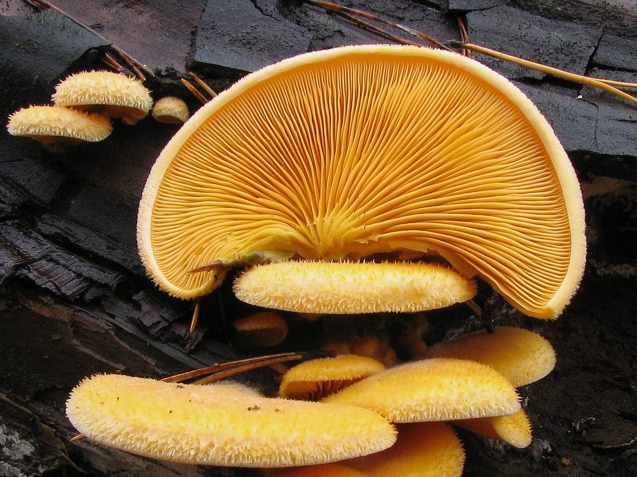 Phyllotopsis nidulans