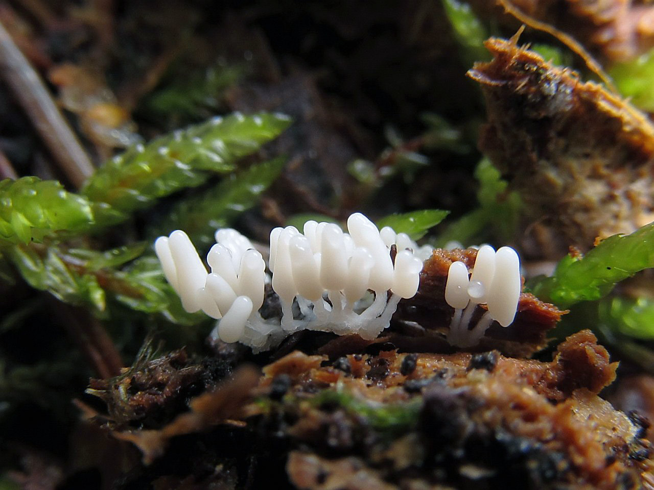 Arcyria cinerea