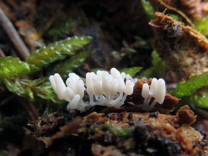 Arcyria cinerea