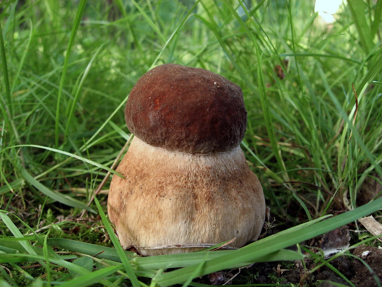 Boletus reticulatus