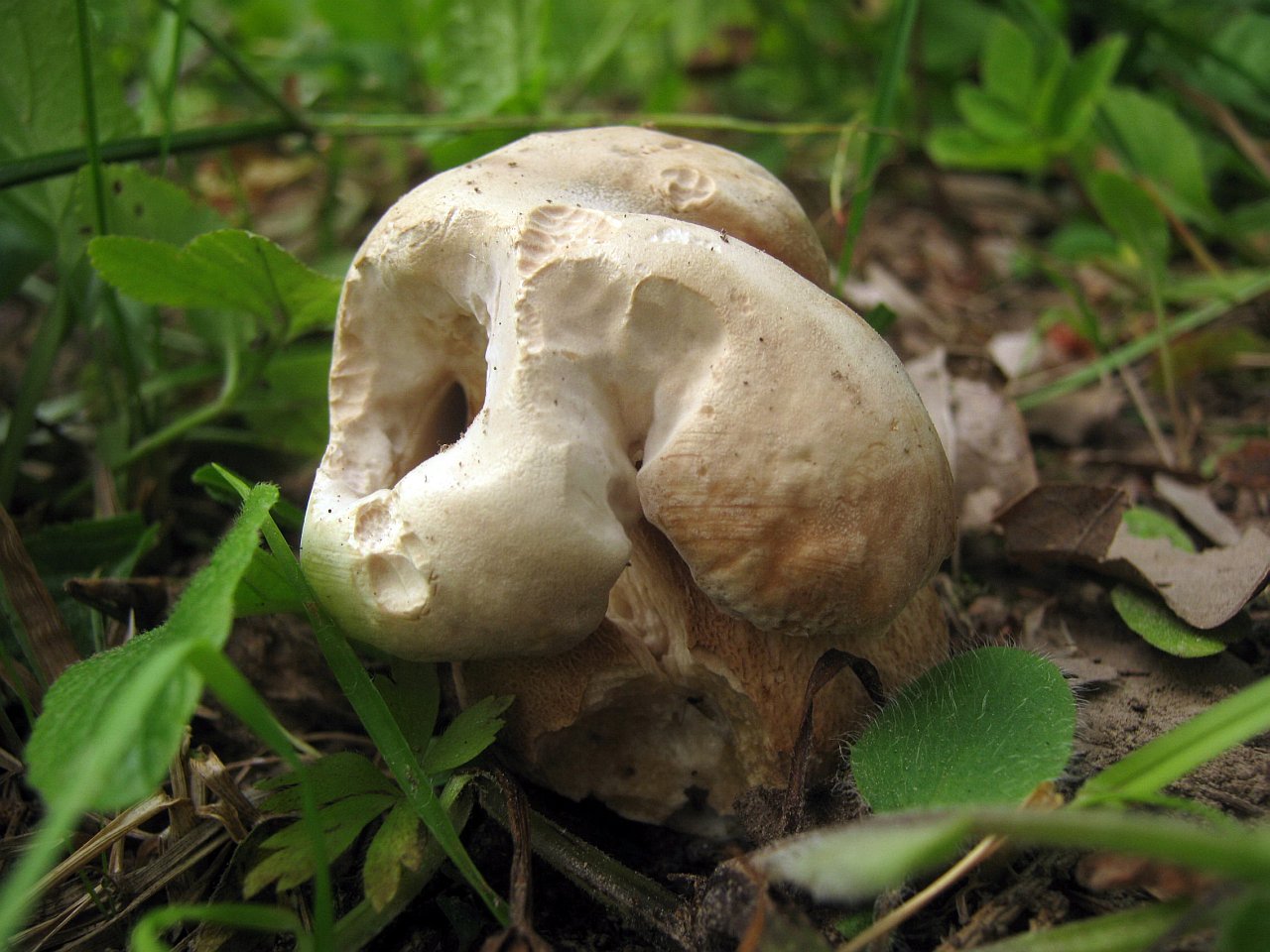 Boletus reticulatus
