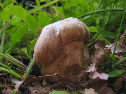 Boletus reticulatus