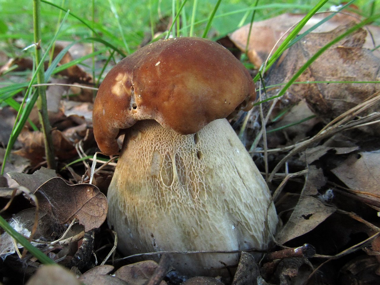Boletus reticulatus