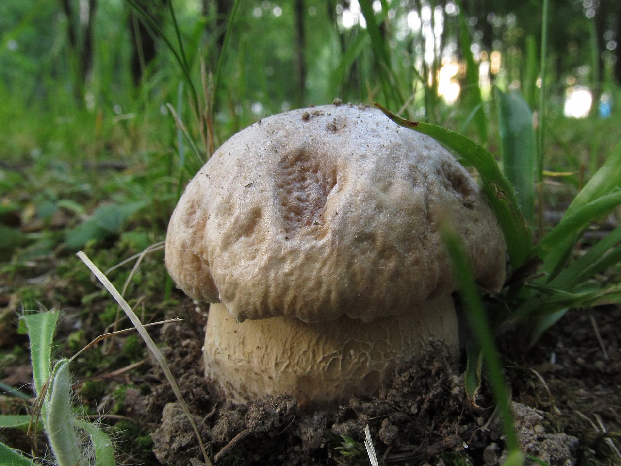Boletus reticulatus