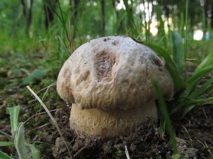 Boletus reticulatus