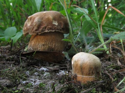 Boletus reticulatus