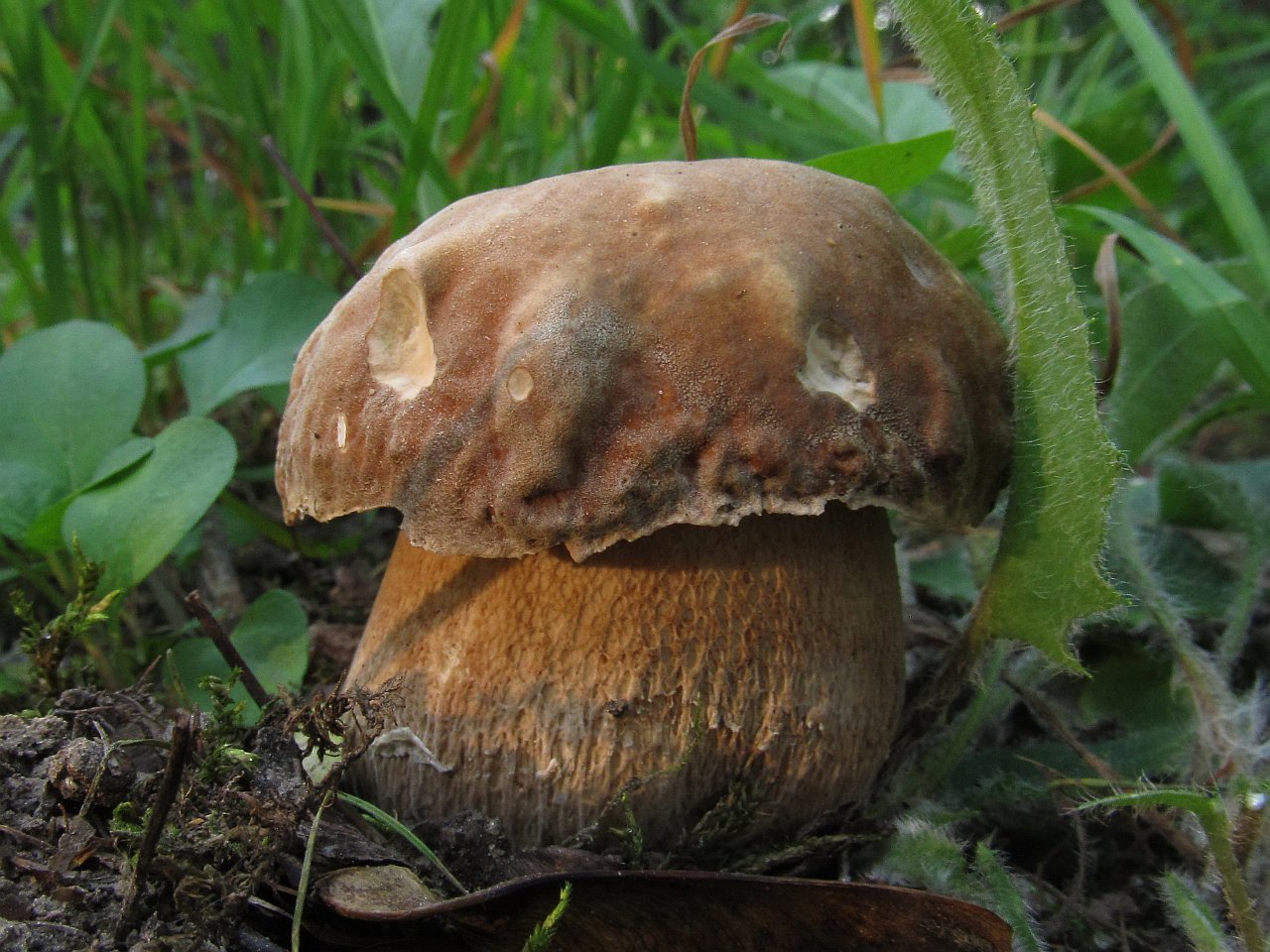 Boletus reticulatus