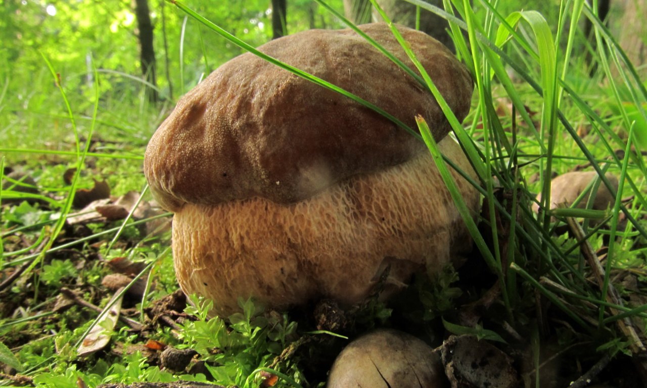 Boletus reticulatus