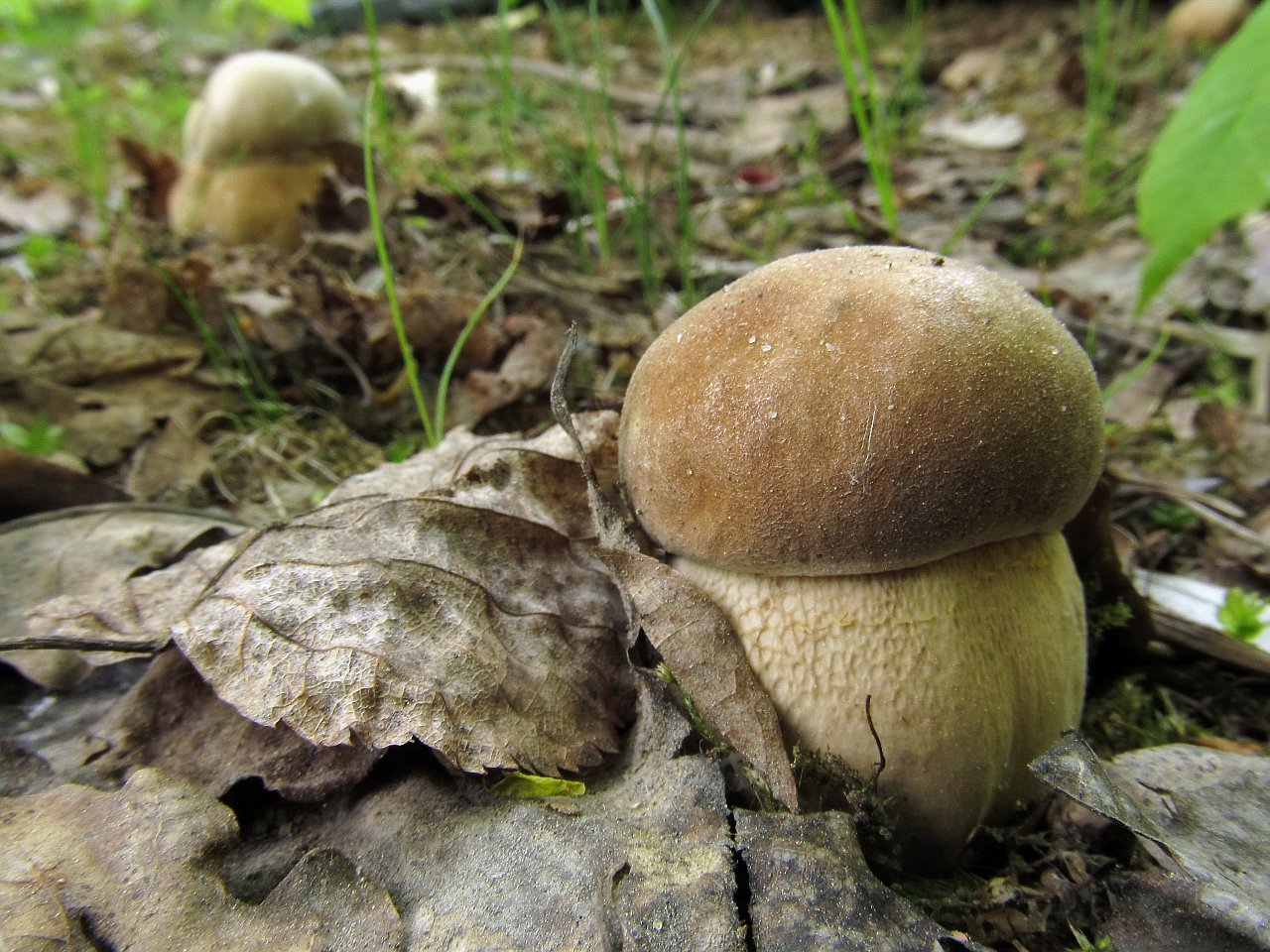 Boletus reticulatus
