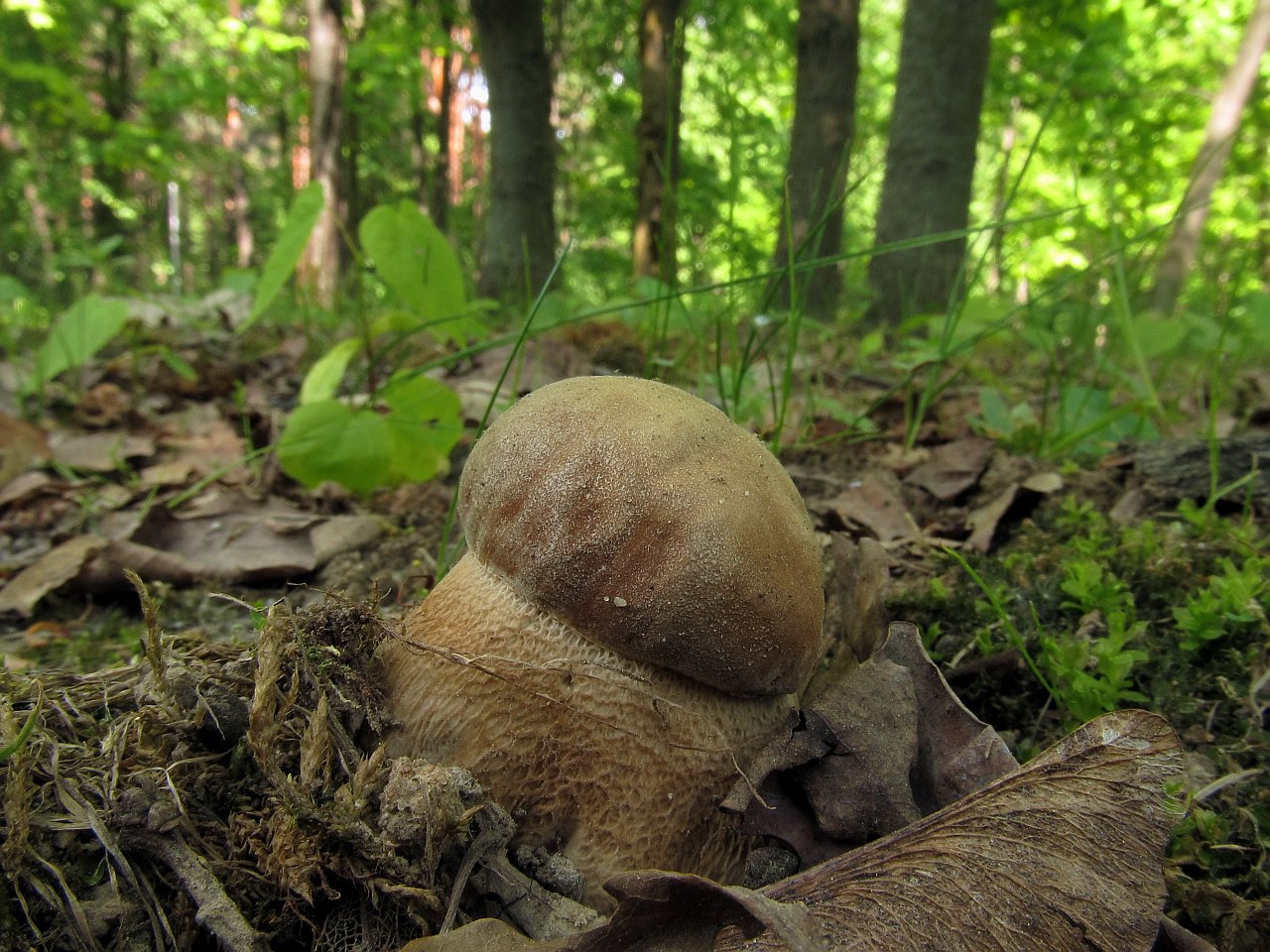 Boletus reticulatus