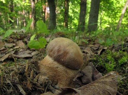 Boletus reticulatus