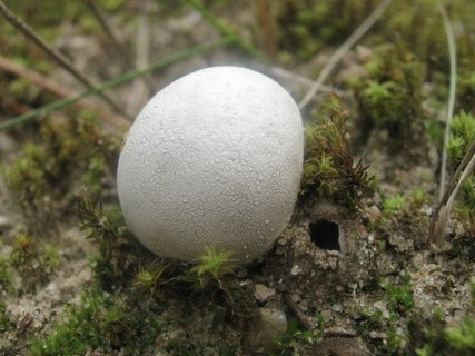 Bovista plumbea