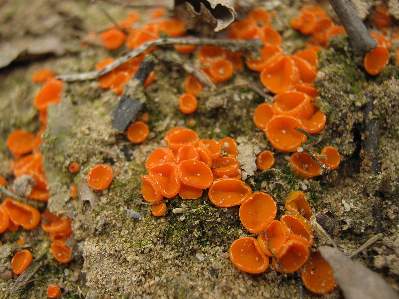 Byssonectria terrestris