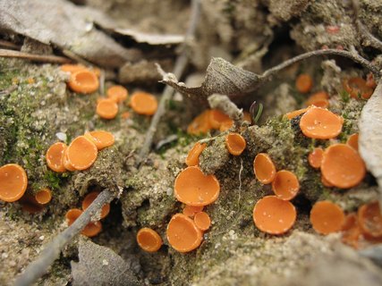 Byssonectria terrestris