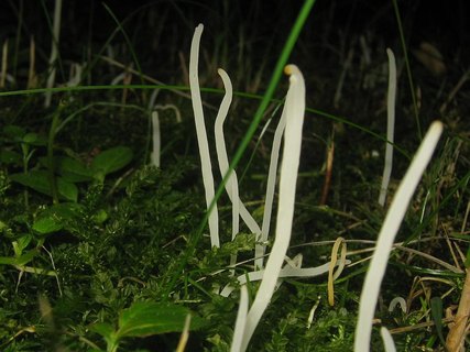 Clavaria fragilis