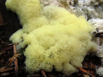 Ceratiomyxa porioides