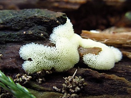 Ceratiomyxa porioides