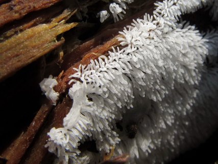 Ceratiomyxa fruticulosa