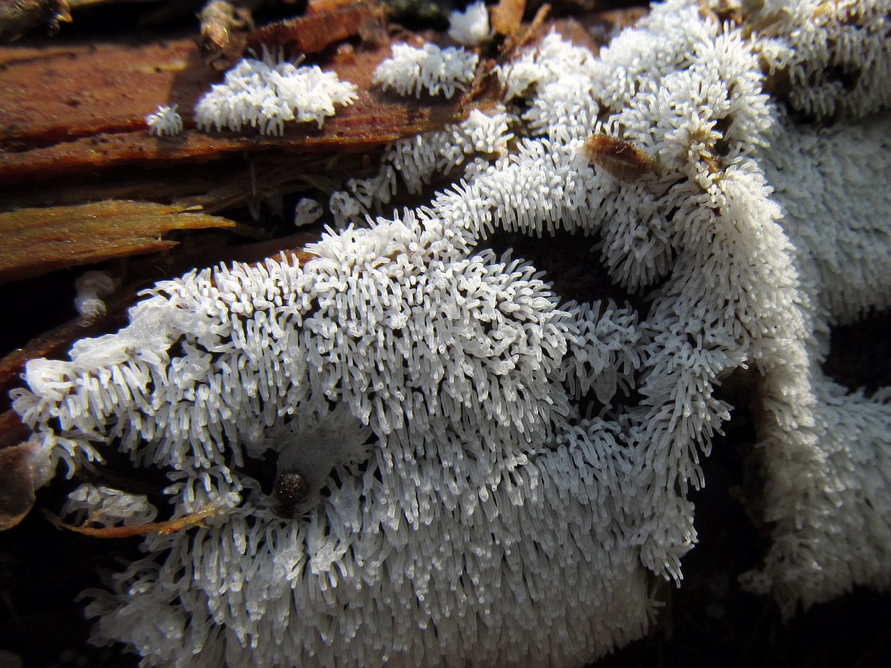 Ceratiomyxa fruticulosa