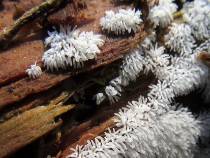 Ceratiomyxa fruticulosa