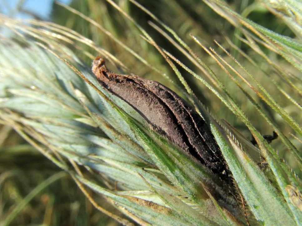 Claviceps