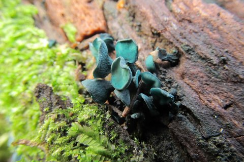 Chlorociboria aeruginosa