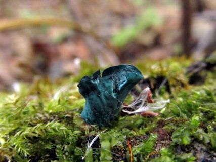 Chlorociboria aeruginosa
