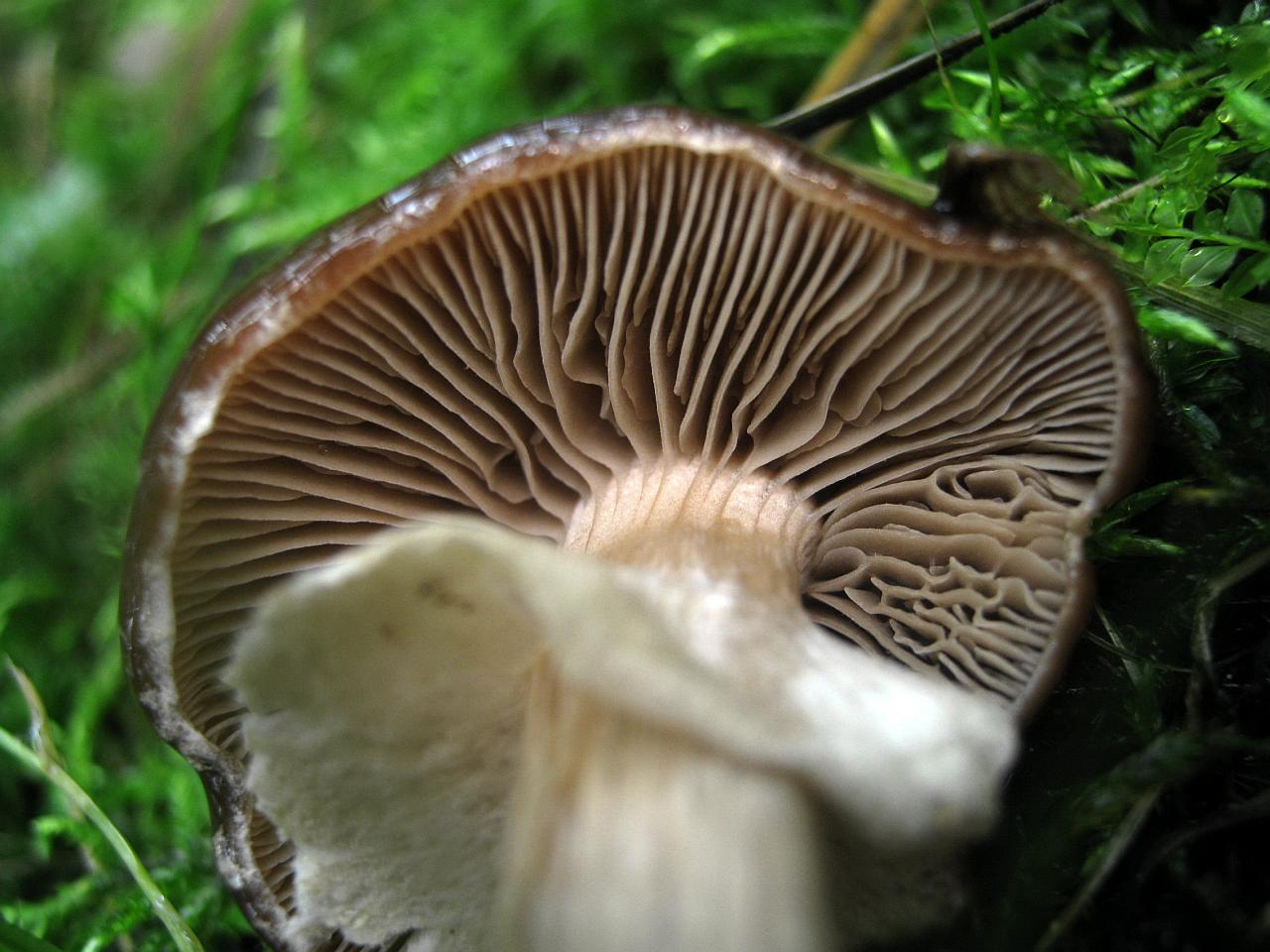 Agrocybe erebia