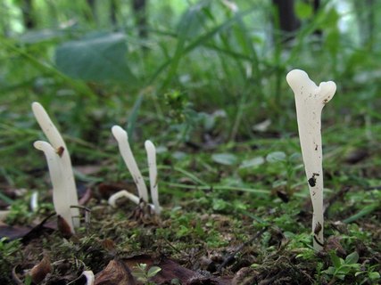 Clavaria fragilis